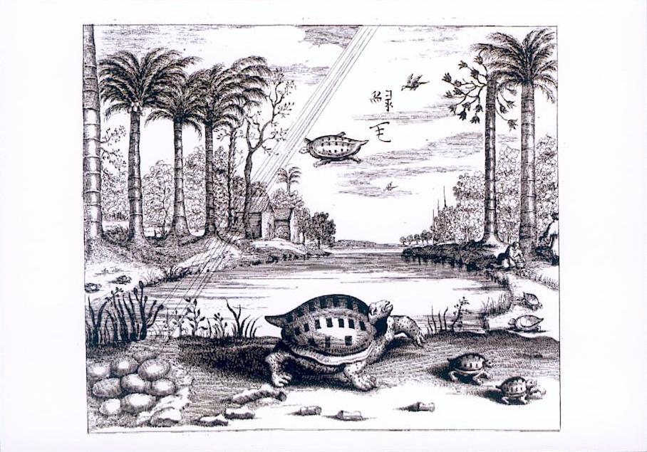 Gravures avec Tortues.