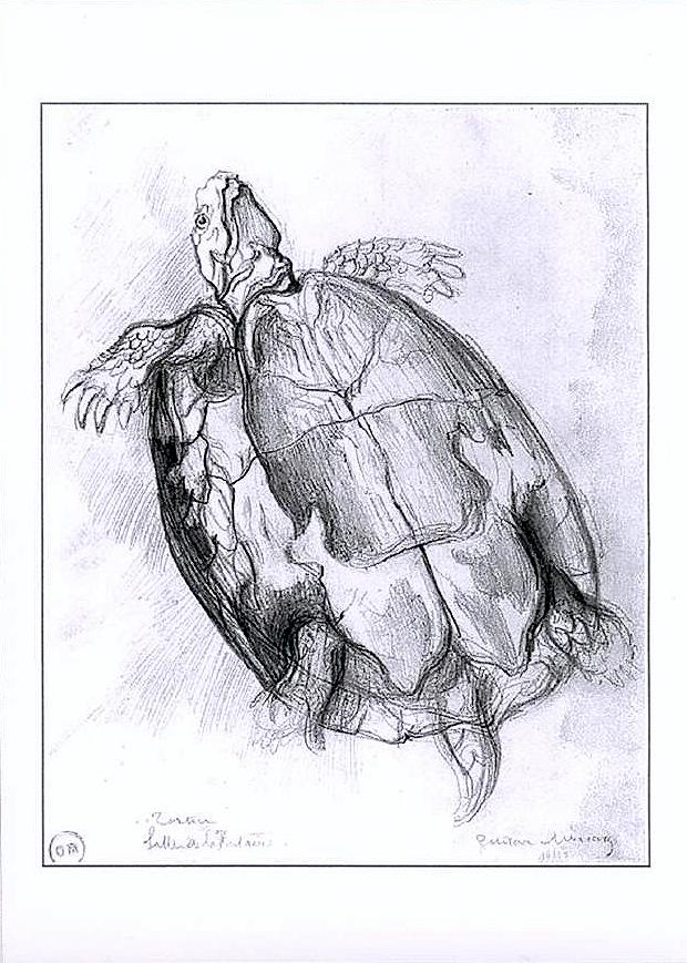 Gravures avec Tortues.