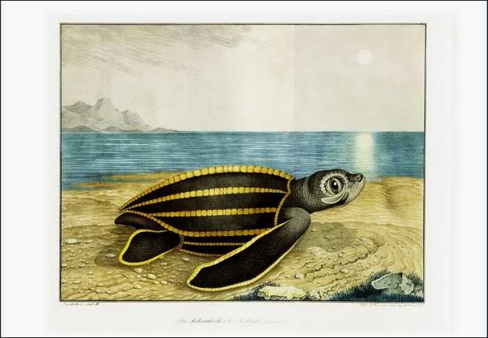 Gravures avec Tortues.