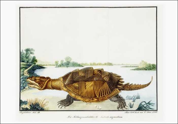 Gravures avec Tortues.