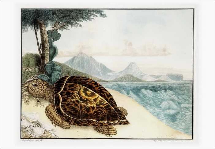 Gravures avec Tortues.