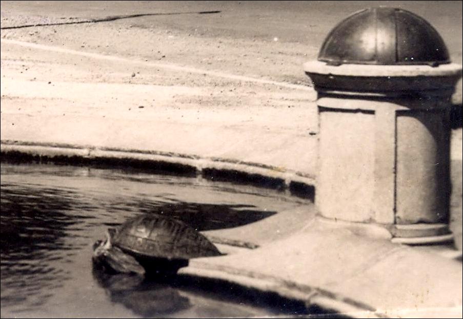 Fontaines avec tortues.