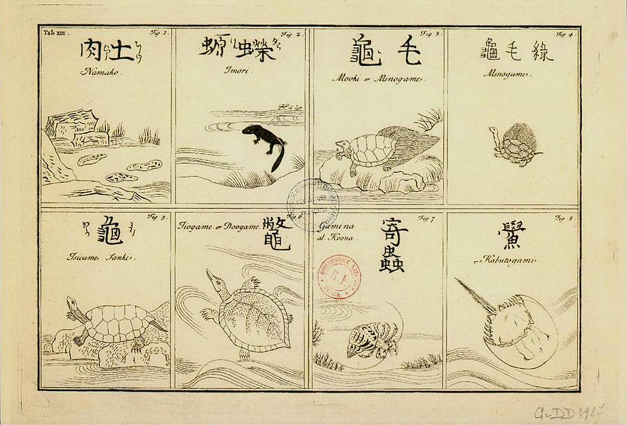 Gravures avec Tortues.