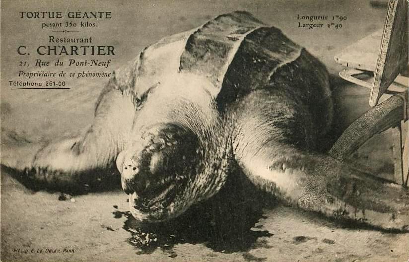 France - Les tortues de Paris.