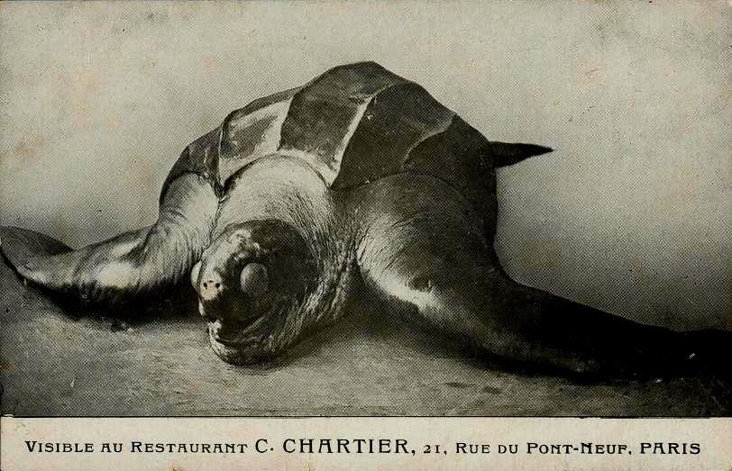 France - Les tortues de Paris.