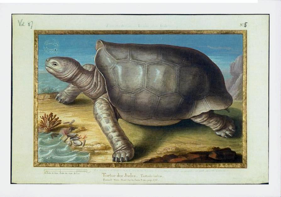 Gravures avec Tortues.