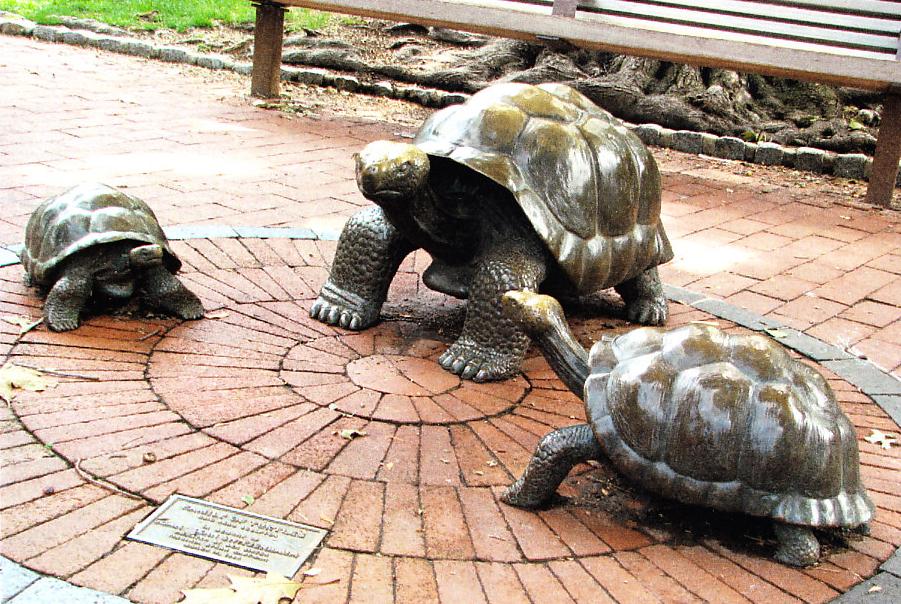 Sculptures avec tortues