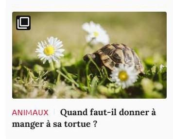 Lien vers article Ca m'intéresse : quand faut-il donner à manger à sa tortue ?