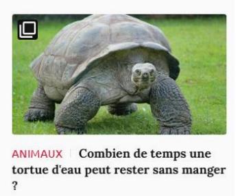 Lien vers article Ca m'intéresse : combien de temps une tortue d'eau peut rester sans manger ?