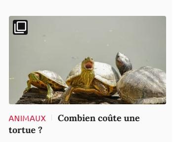 Lien vers article Ca m'intéresse : combien coûte une tortue ?