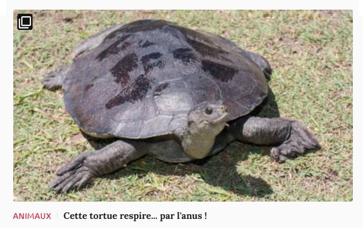 Lien vers article Ca m'intéresse : Cette tortue respire... par l'anus !