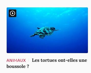 Lien vers article Ca m'intéresse : les tortues ont-elles une boussole ?