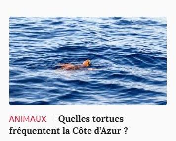 Lien vers article Ca m'intéresse : quelles tortues fréquentent la Côte d'Azur ?