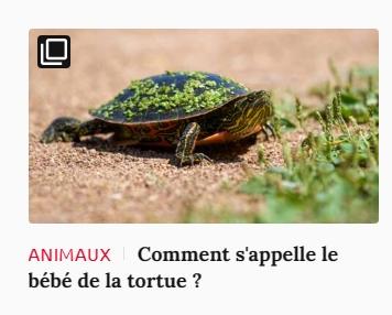 Lien vers article Ca m'intéresse : comment s'appelle le bébé de la tortue ?