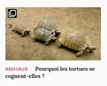 Lien vers article Ca m'intéresse : pourquoi les tortues se cognent-elles ?