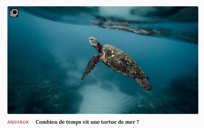 Lien vers article Ca m'intéresse : combien de temps vit une tortue de mer ?