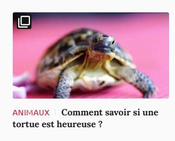 Lien vers article Ca m'intéresse : Comment savoir si une tortue est heureuse ?