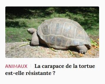 Lien vers article Ca m'intéresse : la carapace de la tortue est-elle résistante ?