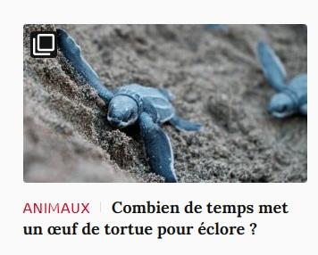 Lien vers article Ca m'intéresse : combien de temps met un oeuf de tortue pour éclore ?