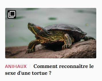 Lien vers article Ca m'intéresse : comment reconnaître le sexe d'une tortue ?