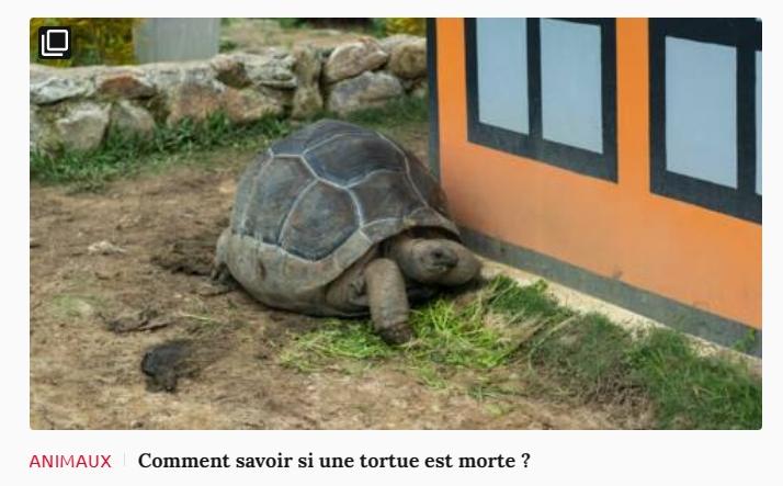 Lien vers article Ca m'intéresse : comment savoir si une tortue est morte ?