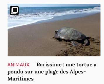 Lien vers article Ca m'intéresse : rarissime : une tortue a pondu sur une plage des Alpes-Maritimes.