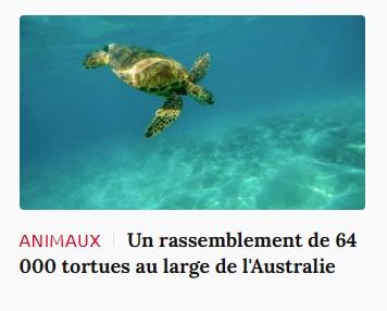 Lien vers article Ca m'intéresse : un rassemblement de 64 000 tortues au large de l'Australie.