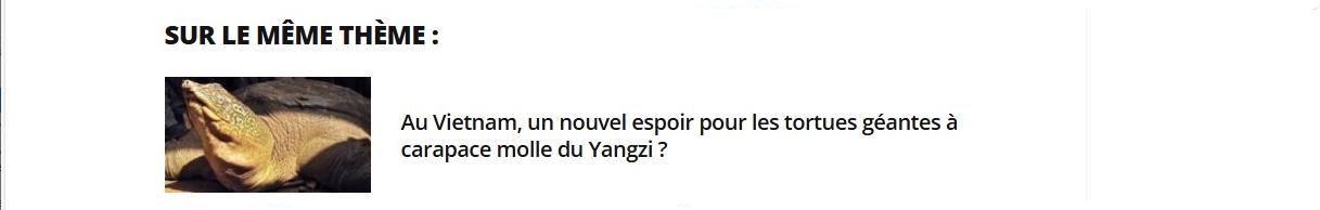 Lien vers article : au Vietnam, un nouvel espoir pour les tortues géantes à carapace molle du Yangzi ?