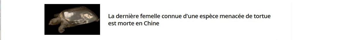 Lien vers article : la dernière femelle connue d'une espèce menacée de tortue est morte en Chine.