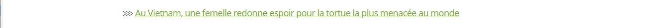 Lien vers article Geo : au Vietnam, une femelle redonne espoir pour la tortue la plus menacée au monde.