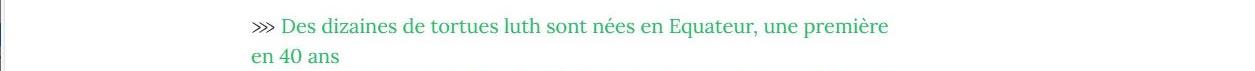 Lien vers article Geo : des dizaines de tortues luth sont nées en Equateur, une première en 40 ans.