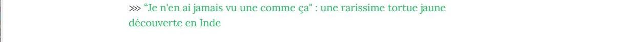 Lien vers article Geo : " Je n'en ai jamais vu une comme ça" : une rarissime tortue jaune découverte en Inde.