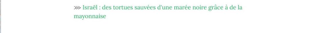 Lien vers article Geo : Israël : des tortues sauvées d'une marée noire grâce à de la mayonnaise.