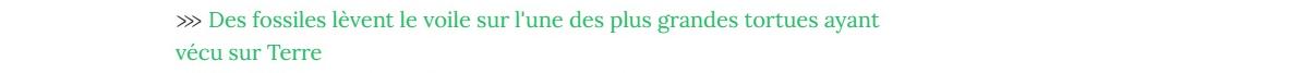 Lien vers article "Des fossiles lèvent le voile sur l'une des plus grandes tortues ayant vécu sur Terre".