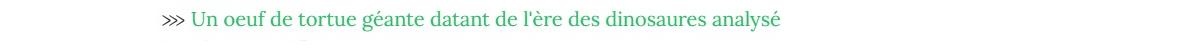 Lien vers article "Un oeuf de tortue géante datant de l'ère des dinausaures ananlysé.".