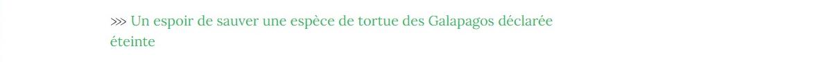 Lien vers article "Un espoir de sauver une espèce de tortue des Galápagos déclarée éteinte".