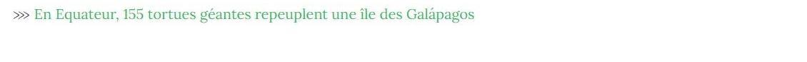 Lien vers article "En Equateur, 155 tortues géantes repeuplent une île des Galápagos".