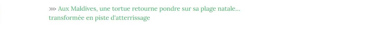 Lien vers article "Aux Maldives, une tortue retourne pondre sur sa plage natale...  transformée en piste d'atterissage".