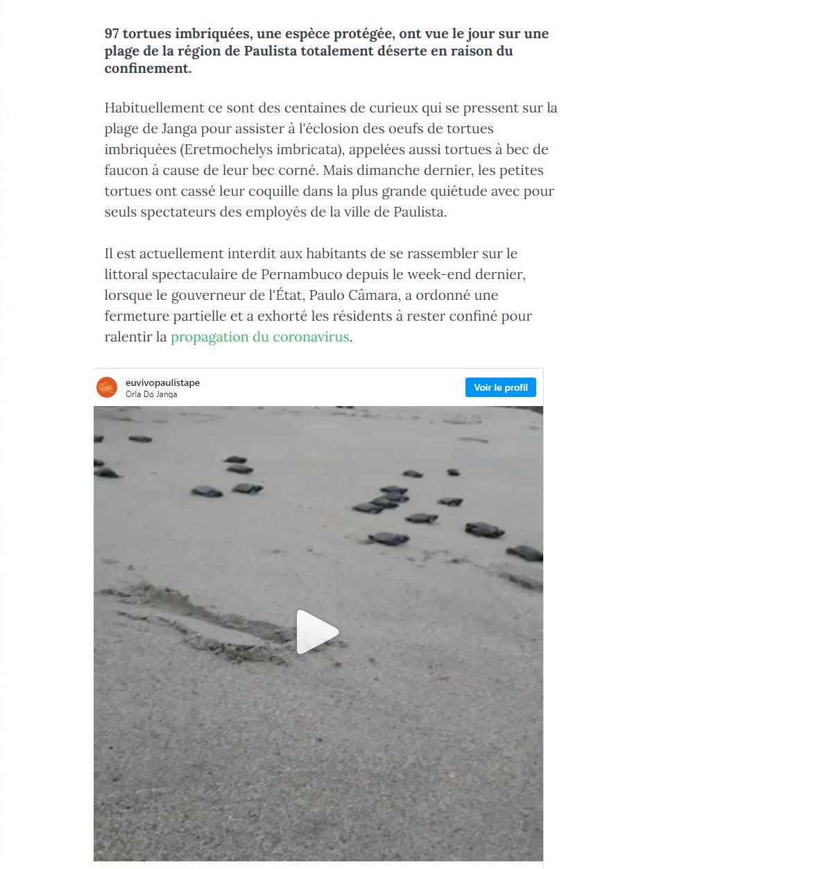 Article "Au Brésil, le spectacle de la naissance de tortues menacées d'extinction sur des plages désertes".