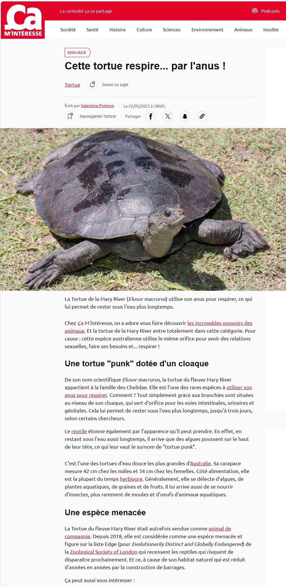 Article ça m'intéresse : cette tortue respire par... l'anus !